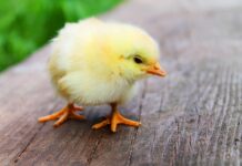 Dlaczego kurczak po usmażeniu jest twardy?